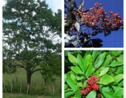 Plantas em Extinção na Caatinga 4