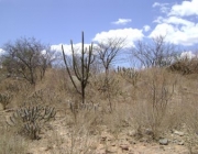 Plantas em Extinção na Caatinga 5