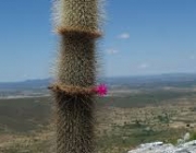 Plantas em Extinção na Caatinga 6