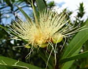 Plantas em Extinção no Brasil 6