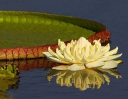 Plantas em Extinção no Pantanal 4