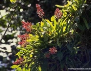 Plantas em Extinção no Pantanal 5