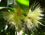 Plantas em Extinção 2