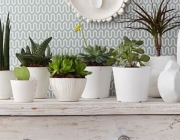 Plantas Ornamentais Para Decoração 1