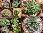 Plantas Ornamentais Pequenas 4