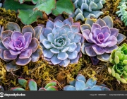 top view of small ornamental plants of thorny cacti with spines and leaves