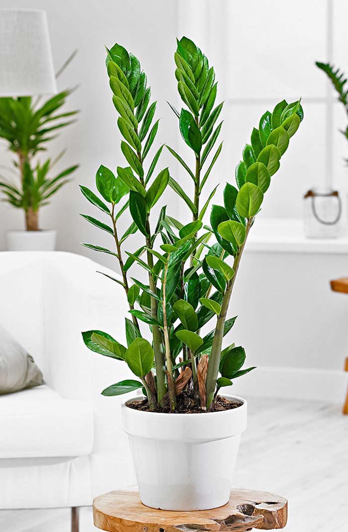 Plantas Ornamentais Para Decoração Da Sala De Estar | Mundo Ecologia