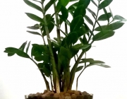 Plantas Ornamentais 1