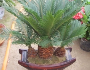 Plantas Ornamentais 4