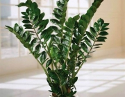 Plantas Ornamentais 5