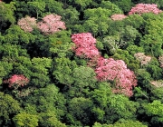 Plantas Presentes na Flora Amazônica 1