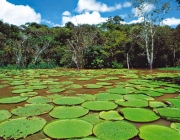 Plantas Presentes na Flora Amazônica 2