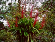 Plantas Presentes na Flora Amazônica 3