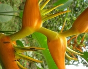 Plantas Presentes na Flora Amazônica 4