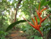 Plantas Presentes na Flora Amazônica 5