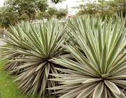 Plantas Resistentes a Seca 3