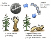 Plantas Transgênicas 1