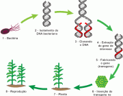 Plantas Transgênicas 4