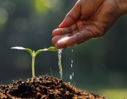 Farmer's hand watering a young plant