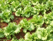 Plantio da Alface 5