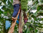 Plantio da Banana Terra 1