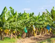 Plantio da Bananeira 1