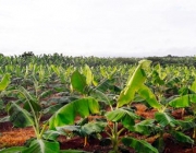 Plantio da Bananeira 2