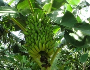 Plantio de Banana Ouro 6