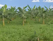 Plantio de Banana Prata 1