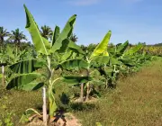 Plantio de Banana Prata 2