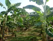 Plantio de Banana Prata 3
