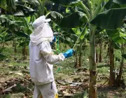 Plantio de Banana Prata 6
