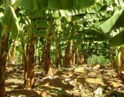 Plantio de Banana 1