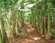 Plantio de Banana 5