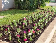 Plantio de Flores 2