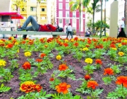 Plantio de Flores 4