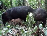 Porco do Mato Queixada 3