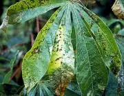 Bacteriose - doença que pode afetar a mandioca