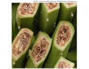 Pragas e Doenças na Banana 5
