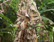 Pragas na Bananeira 3