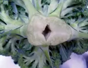 Pragas no Brócolis 5
