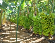 Preço da Banana por Hectare 1