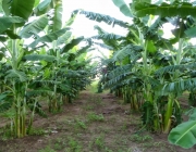 Preço da Banana por Hectare 3