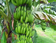Preço da Banana por Hectare 6