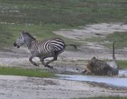 Predadores de Zebras 2