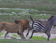 Predadores de Zebras 4