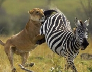 Predadores de Zebras 5