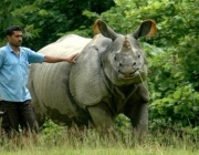 Predadores do Rinoceronte Indiano 2
