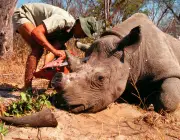 Predadores do Rinoceronte Indiano 4