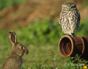 Predadores dos Coelhos 2